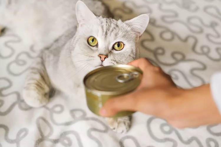 How Long Can You Safely Leave Canned Cat Food Out?