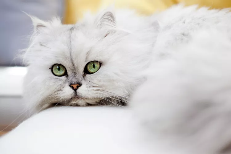 14 Asian Cat Breeds And Their Rich Hiss-tories