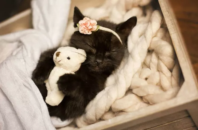 7 Times Your Cat Acts Exactly Like a Baby