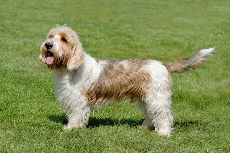 Petit Basset Griffon Vendéen: Dog Breed Characteristics & Care