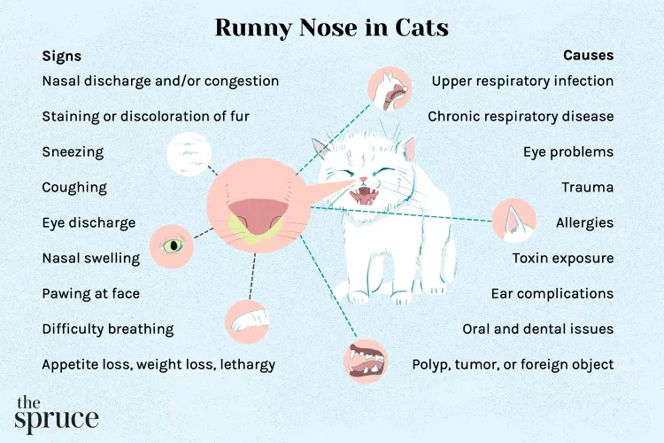 Runny Nose in Cats: Causes and Treatment