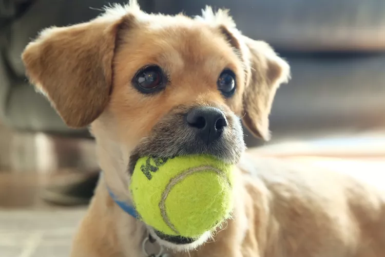 How to Train Your Dog to Play