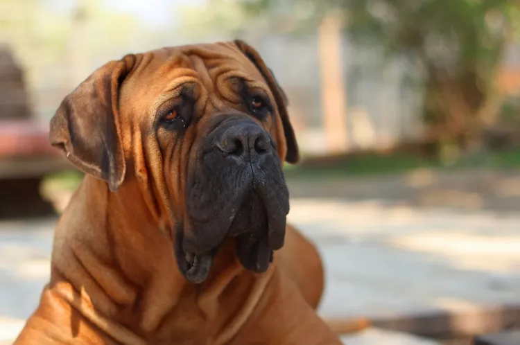 Mastiff: Dog Breed Characteristics & Care