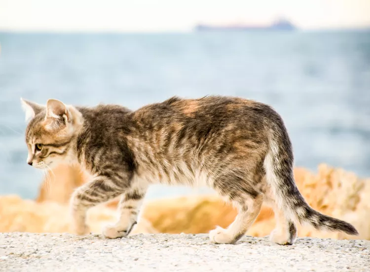 How to Tell If Your Cat's Rear Quarters Are Healthy