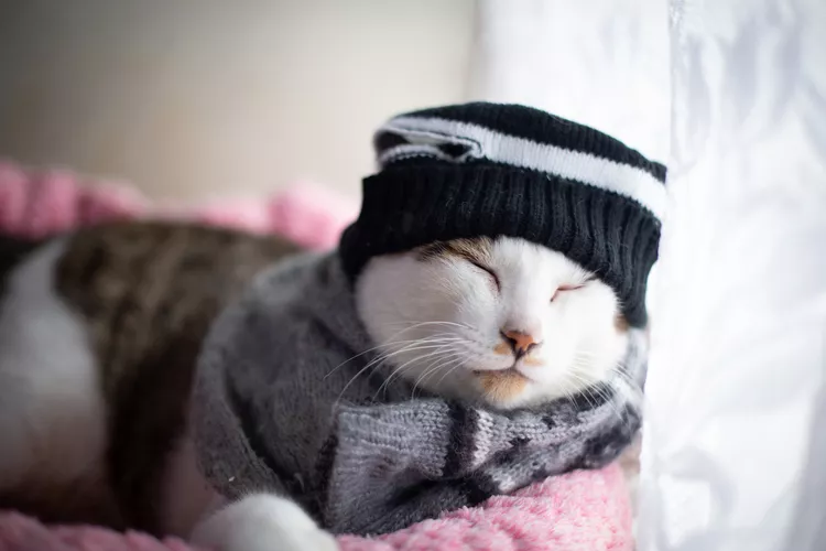 How Cold is Too Cold for Cats?