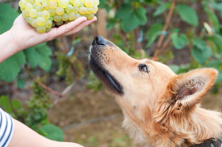 Can Dogs Eat Grapes?