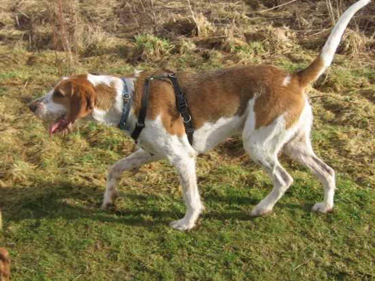 American English Coonhound: Dog Breed Characteristics & Care