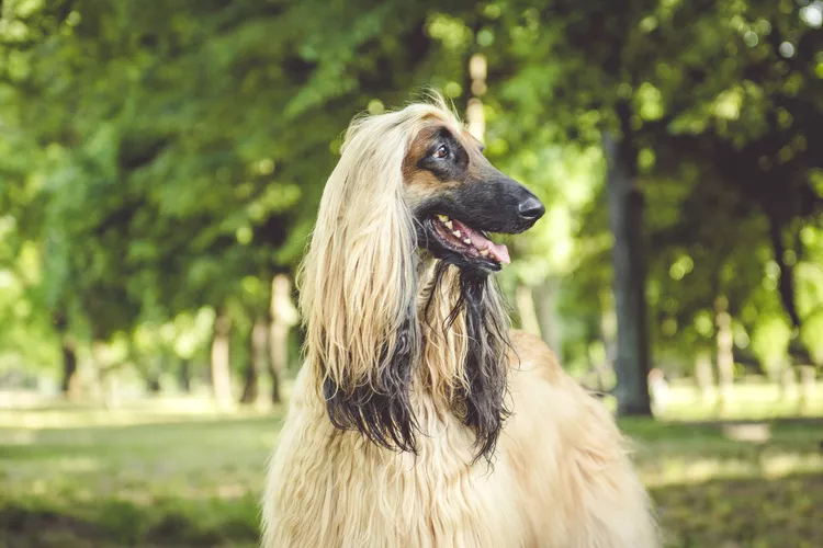 Afghan Hound: Dog Breed Characteristics & Care