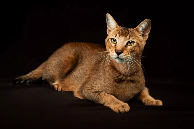 Chausie: Cat Breed Profile, Characteristics & Care