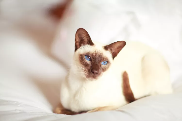 10 Best Cats With Big Ears