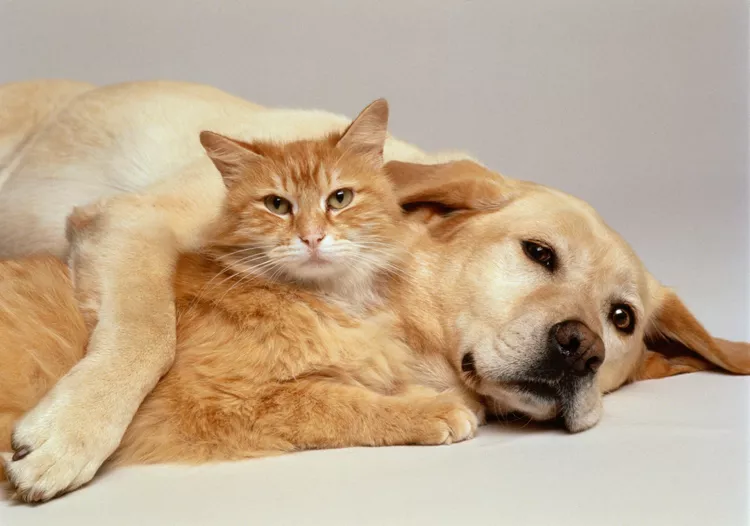 Can You Use Dog Flea Control on a Cat?