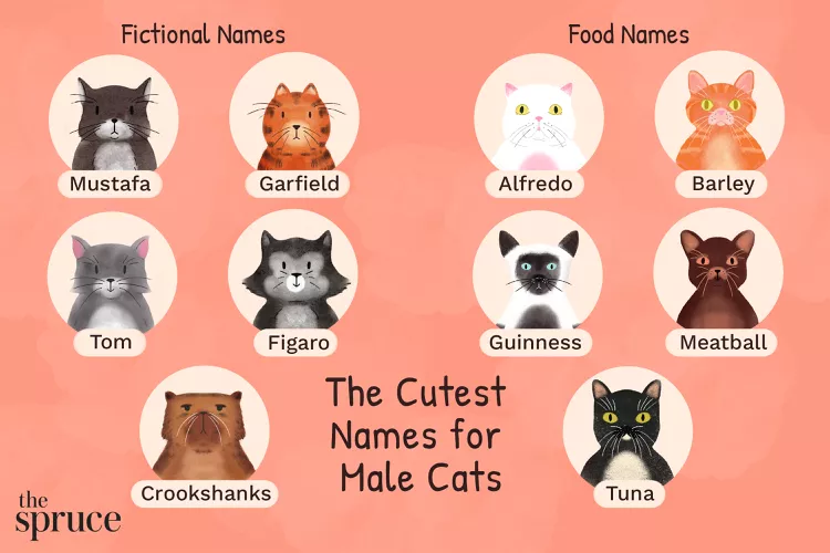 275 Best Male Cat Names for Your Handsome Kitty