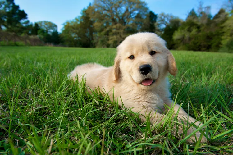 10 Cute Pictures of Golden Retrievers