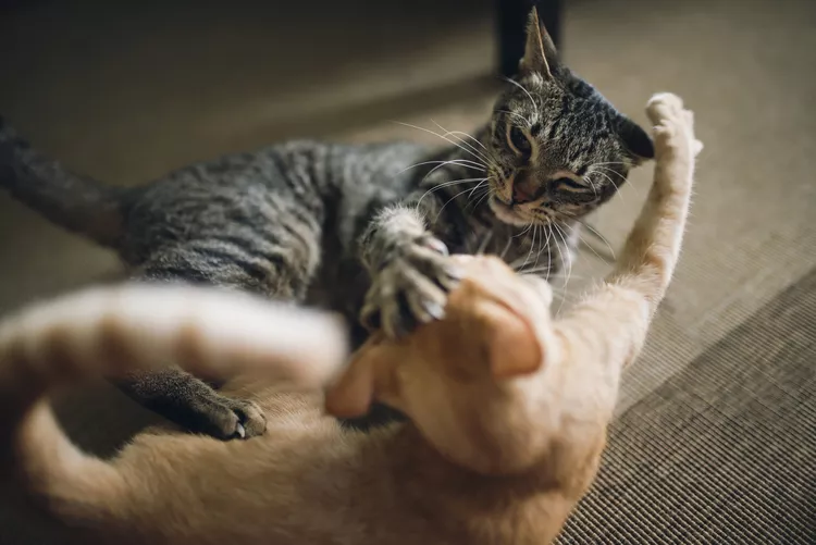 Play vs. Aggression Between Cats: What's the Difference?