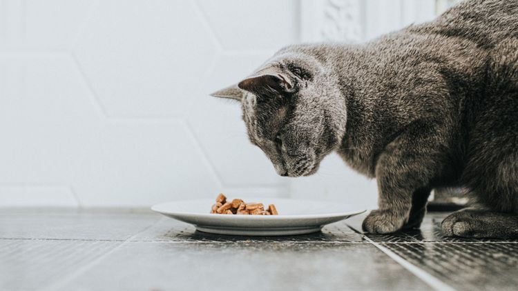 What to Know About Byproducts in Cat Food