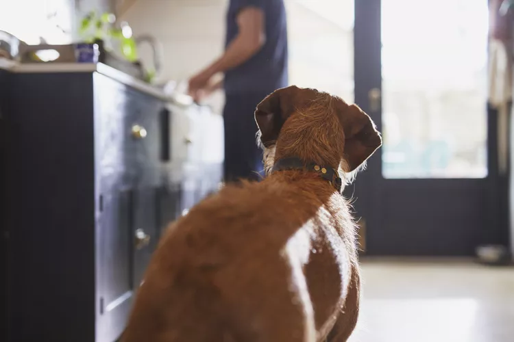 Can Dogs Eat Pistachios?