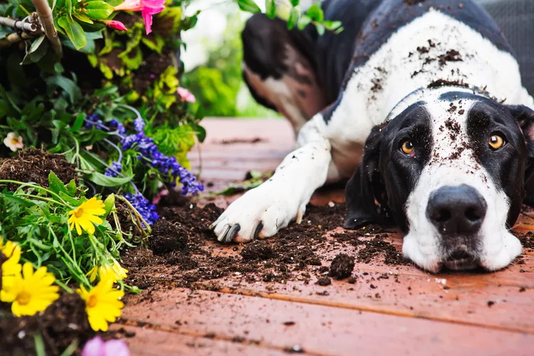 Why Do Dogs Eat Dirt?