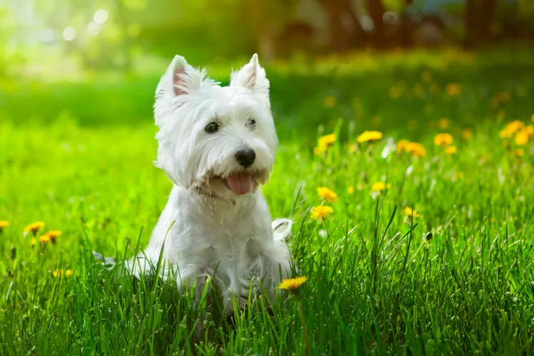 35 Hypoallergenic Dog Breeds for Anyone With Dog Allergies