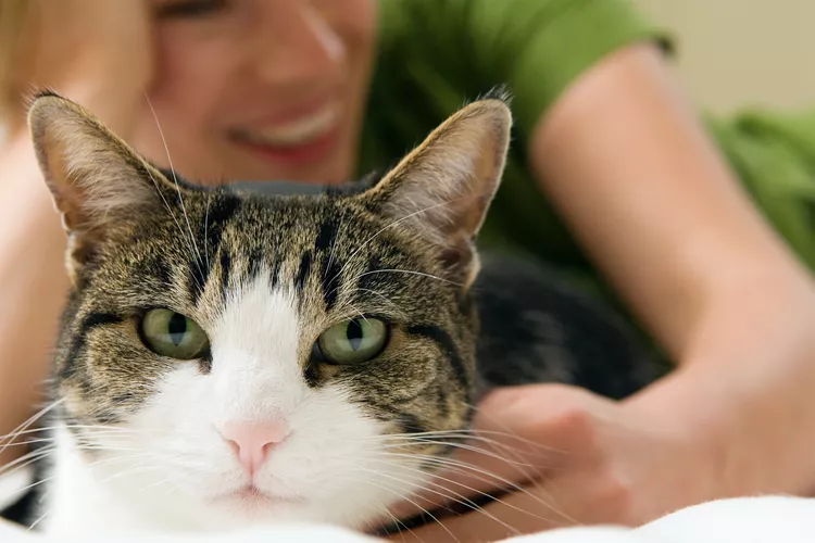 Why Cats Blink Their Eyes at You