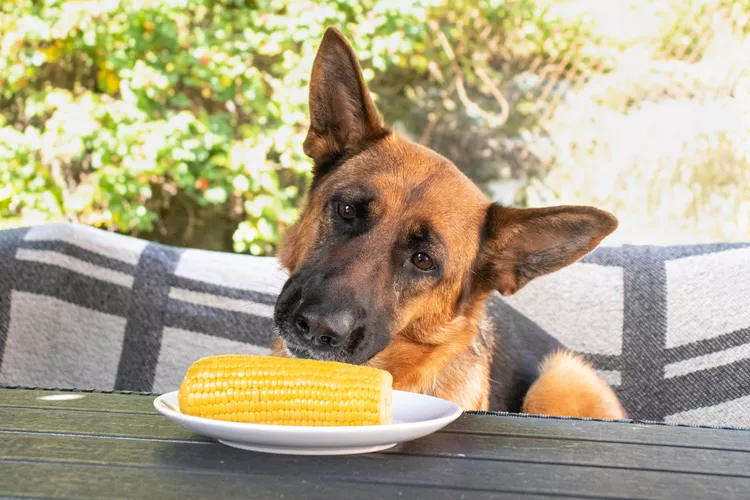 Can Dogs Eat Corn on the Cob?