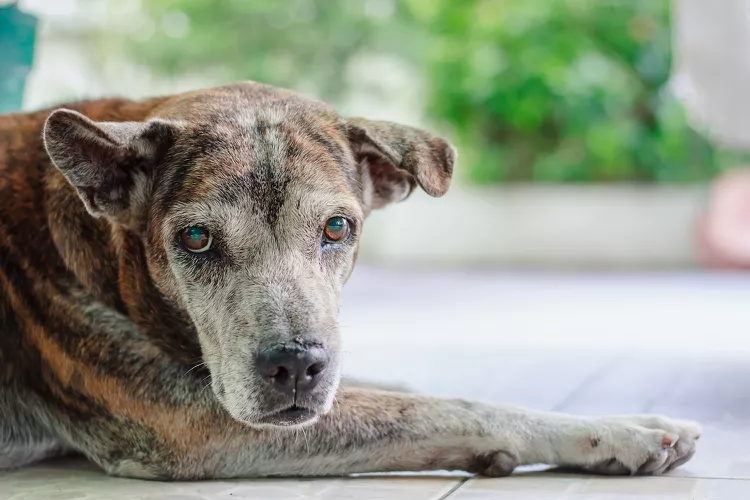 9 Health Problems Seen in Senior Dogs