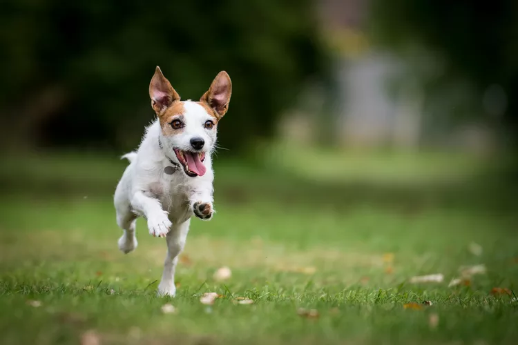 Jack Russell Terrier: Dog Breed Characteristics & Care