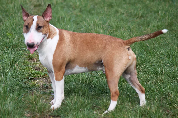 Miniature Bull Terrier (MBT): Dog Breed Characteristics & Care