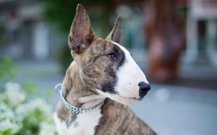 Bull Terrier: Dog Breed Characteristics & Care