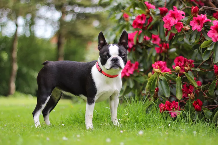 How to Train Your Dog to Stand and Stay