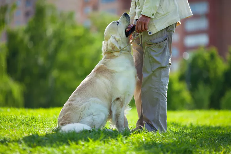 How to Train Your Dog to Back Up