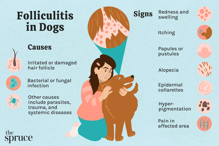 Folliculitis in Dogs