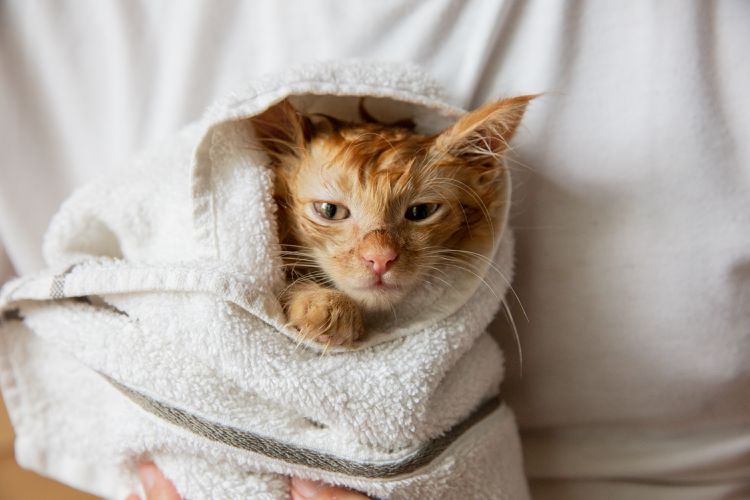 How to Bathe a Kitten the Right Way