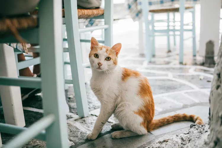 Hip Dysplasia in Cats