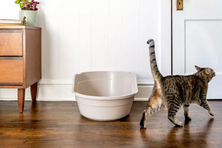 How to Stop Your Cat From Tracking Litter and Poop