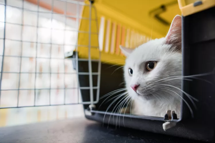 Low Stress Travel to the Vet With Your Cat