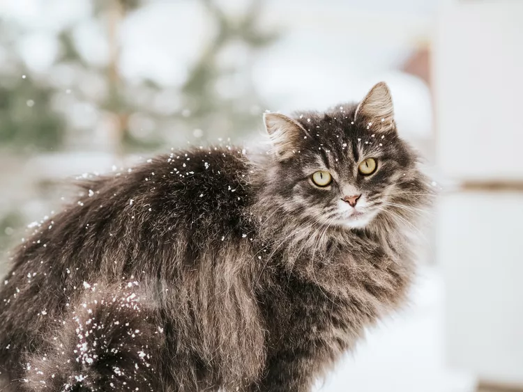 116 Winter Cat Names