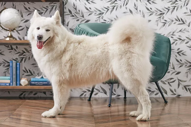 Samoyed (Sammie): Dog Breed Characteristics & Care