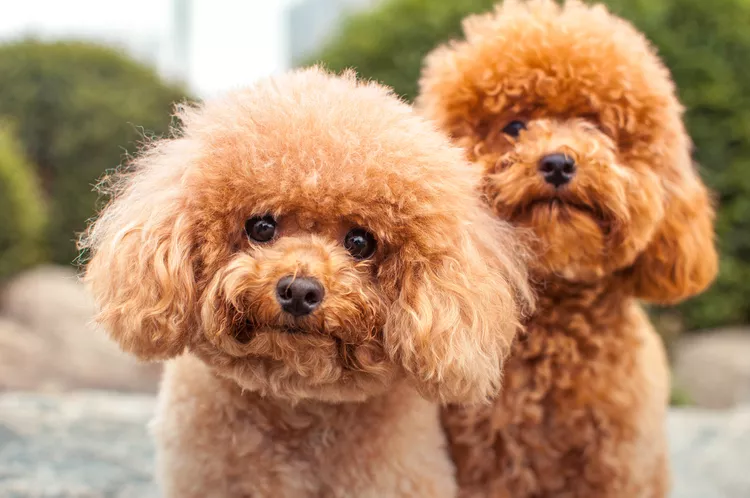 21 Small Hypoallergenic Dogs That Don’t Shed (Much)