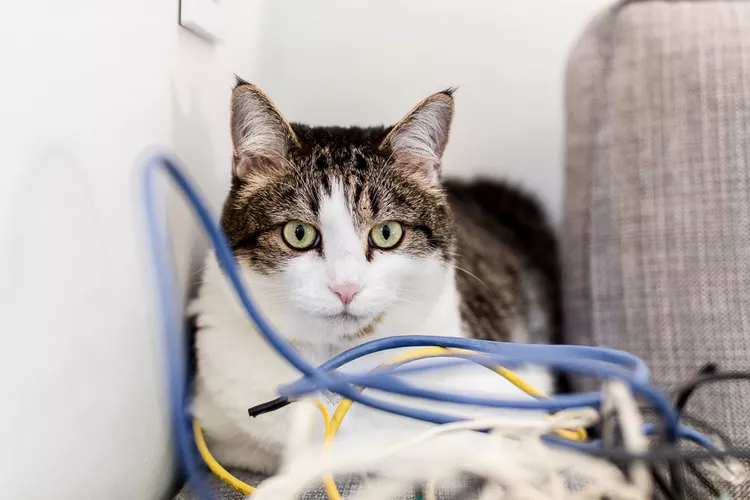 How to Stop Your Cat From Chewing Electrical Cords