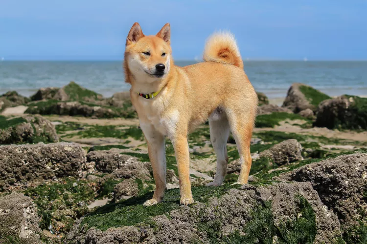 Shiba Inu: Dog Breed Characteristics & Care