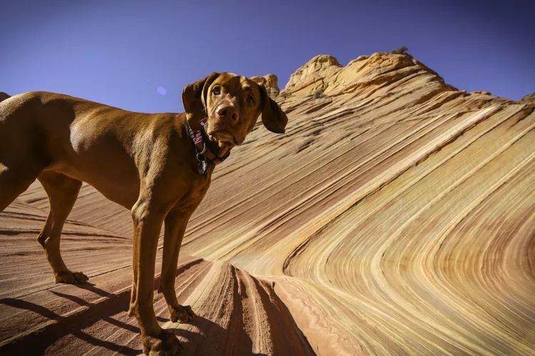 Exploring Pet-Friendly National Parks: What You Need to Know