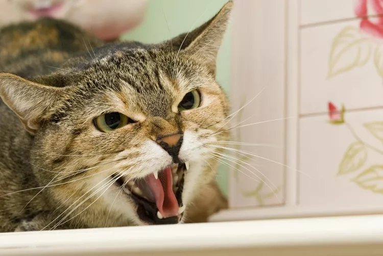 Petting Aggression in Cats: Why They Do It and How to Stop It