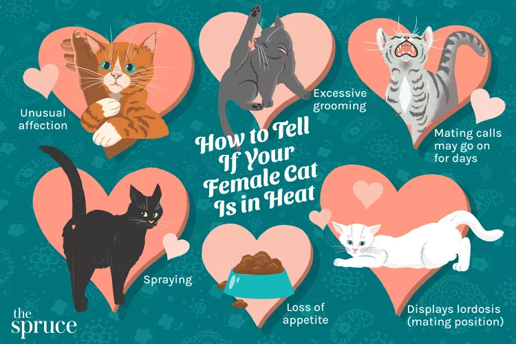 Signs of Heat in Cats