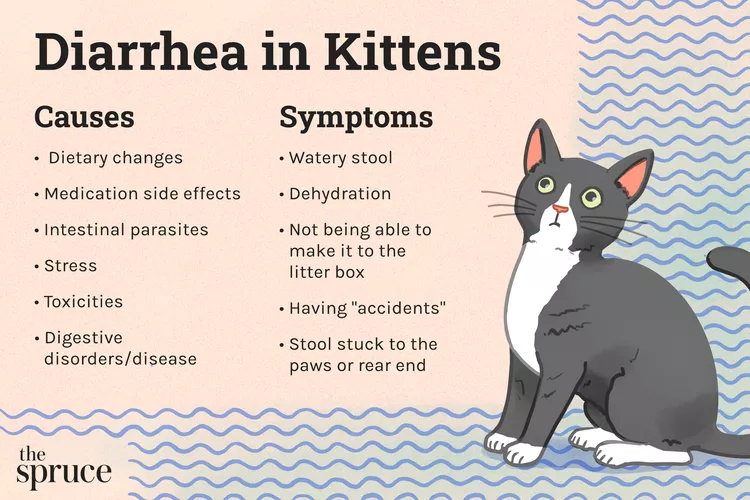 Kitten Diarrhea: When to See the Vet