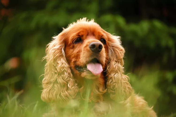 Field Spaniel: Dog Breed Characteristics & Care