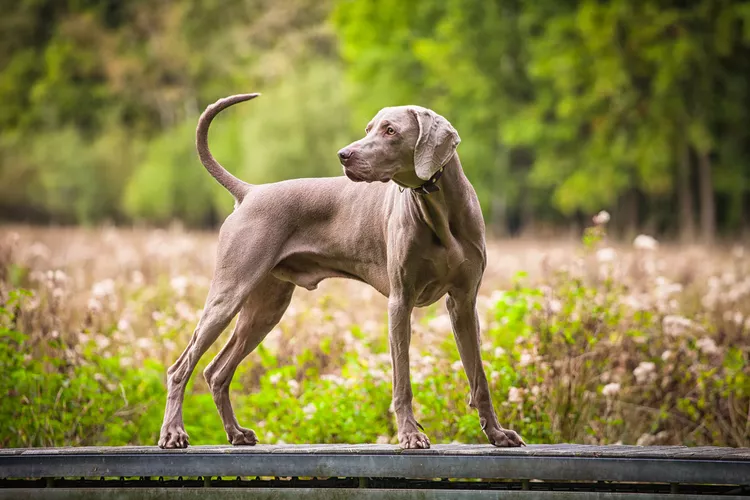 Weimaraner: Dog Breed Characteristics & Care