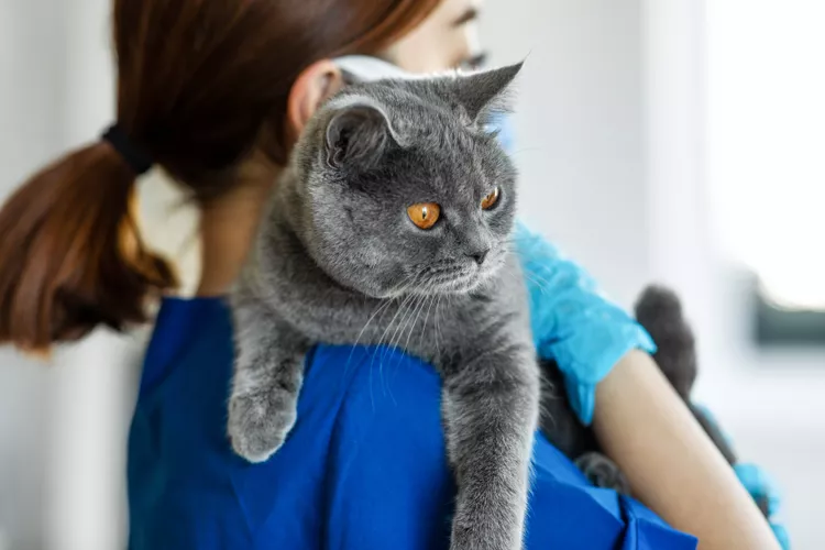 9 Things to Include in a Cat First Aid Kit