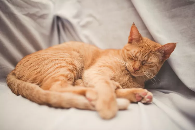 What to Do if Your Cat Is Snoring