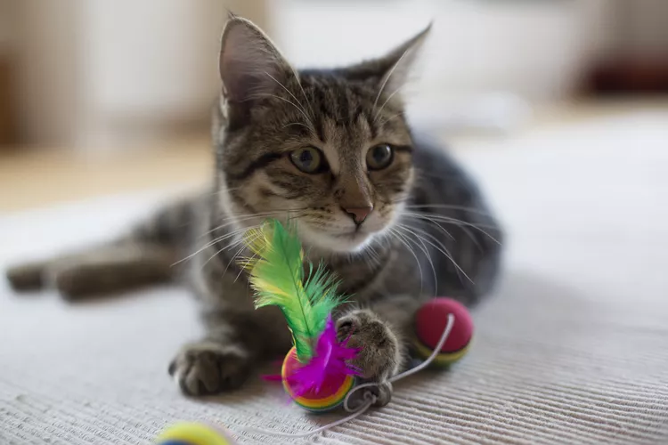 Why Won't Your Adult Cat Play?