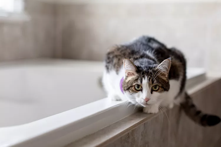 7 Reasons Why Cats Love Bathrooms